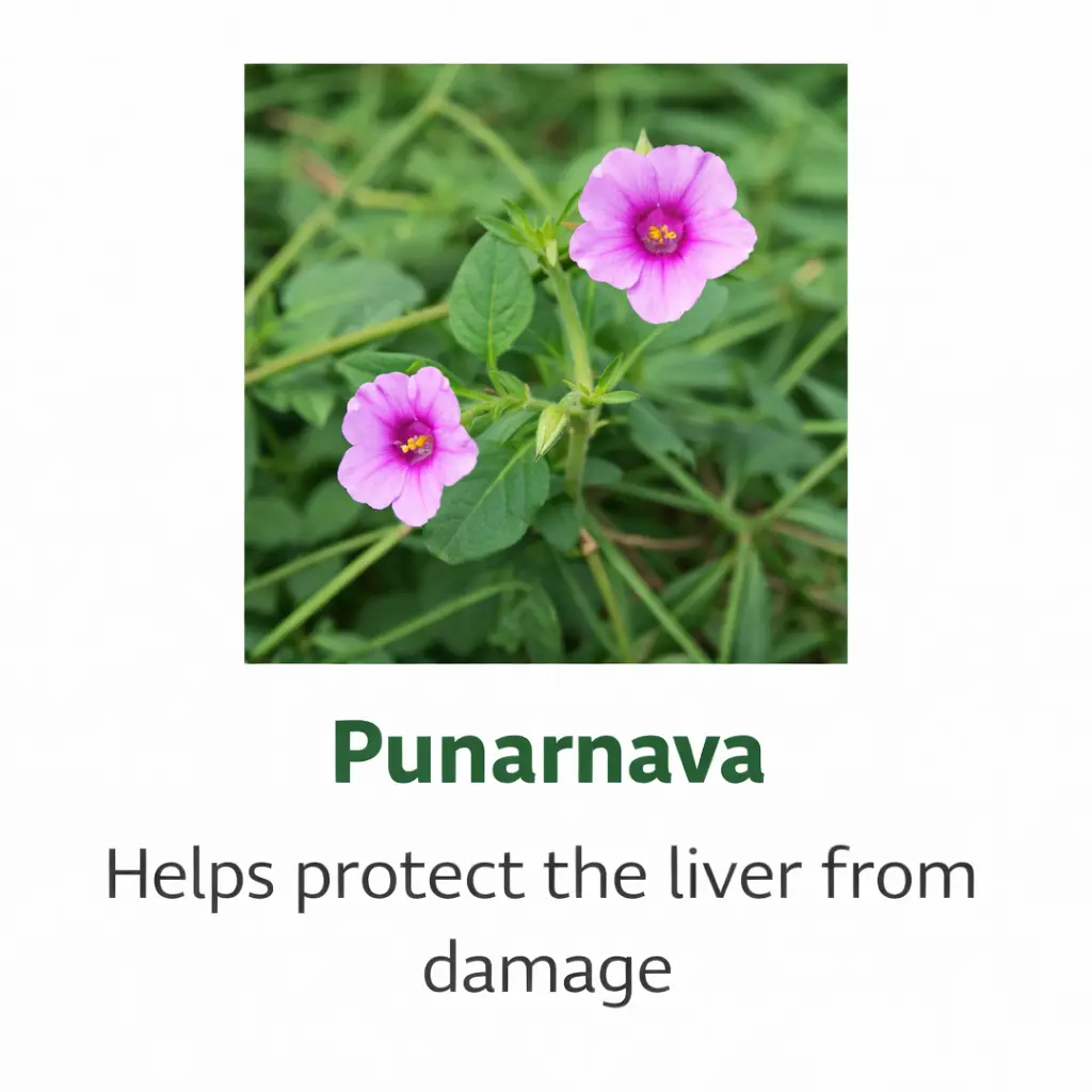 Punarnava